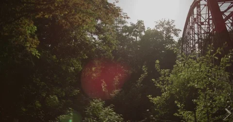 Green trees in the forest on a sunny day Stock Footage 101206153