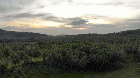 Green trees in the forest at sunset Stock Footage 107567975
