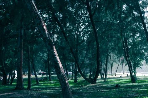 Green trees forest view in evening look amazing Stock Photos