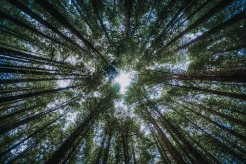 Green trees in forest viewed from below Stock Photos