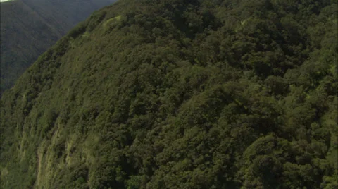 Green trees forrest Stock Footage 37306261