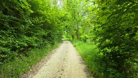 Green trees frame a quiet dirt path. Vrmdza Lake hike. Serbia Stock-Footage 338023126