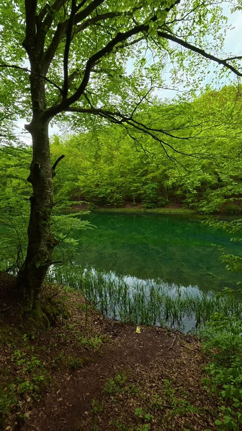 Green trees frame a serene, turquoise lake. Grza River Spring, Serbia. Vertical Видео 334469337