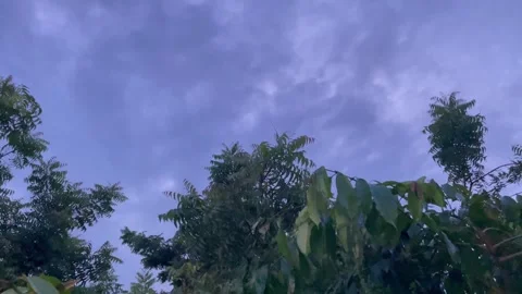 Green Trees Framing a Soft Blue Overcast Monsoon Sky Stock Footage 344409432