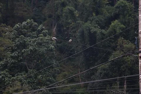 Green Trees Fres Stock Photos