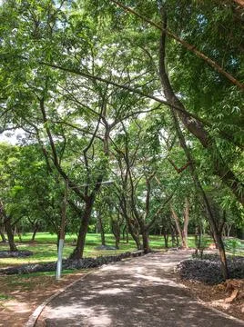 Green trees front perspective Stock Photos