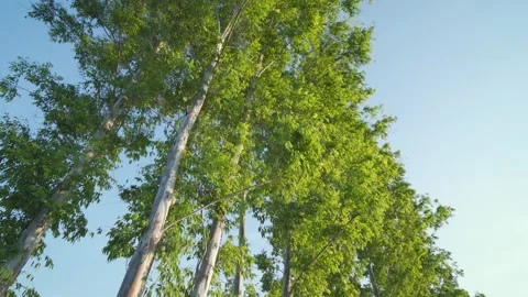 Green trees gently blowing in the wind. Stock Footage 146046779