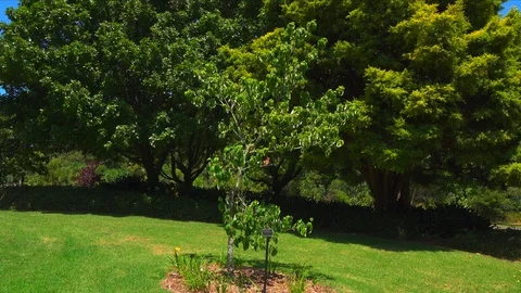 Green trees grow next to a forest glade in summer Stock Footage 123135890