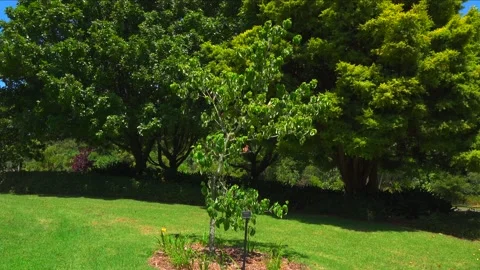 Green trees grow next to a forest glade in summer Stock Footage 131779409