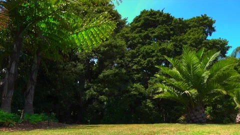 Green trees grow next to a forest glade in summer Stock Footage 131779437