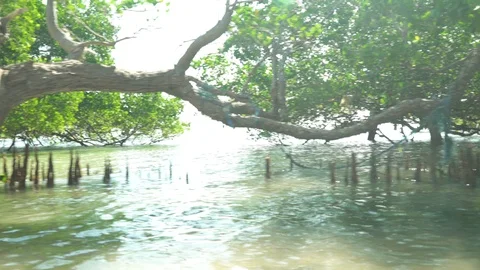 Green trees growing in mangroves Stock Footage 85778583