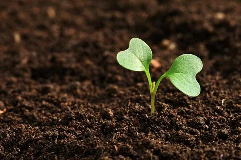 Green trees growing Stock Photos