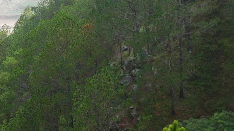 Green trees on a hill, panning above the hill full of trees with some gaps Stock Footage 249351767