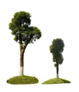 Green trees isolated on white background Stock Photos