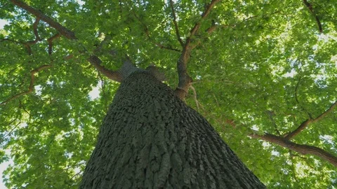 Green trees with leaves and sunlight. Slow motion Видео 76838324