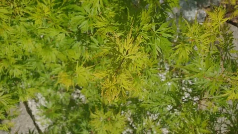 Green Trees Leaves from top in the wind Stock Footage 128701730