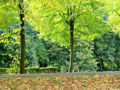 Green Trees in Leipzig Stock Photos