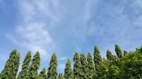Green trees with light blue sky and clouds background. Stock Photos