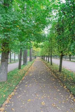 Green trees line a path in a quiet park in autumn Foto stock