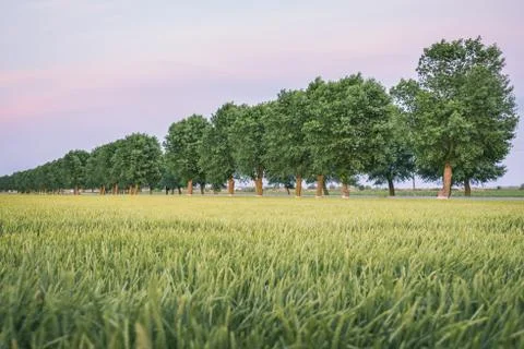 Green trees line Stock-Fotos