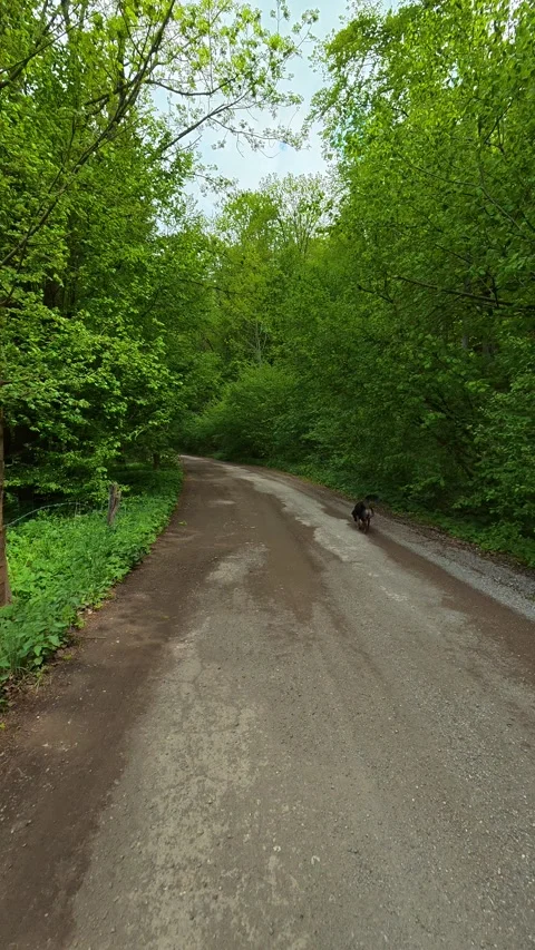 Green trees line a quiet dirt path. Grza River Spring, Serbia. Vertical Vidéo 334469867