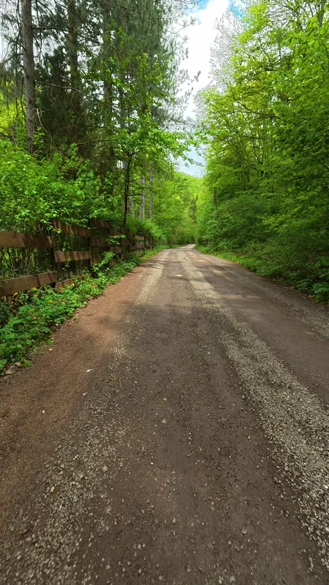 Green trees line a quiet dirt path. Vertical POV, Balkan, Eastern Europe Stockbeeldmateriaal 334470064