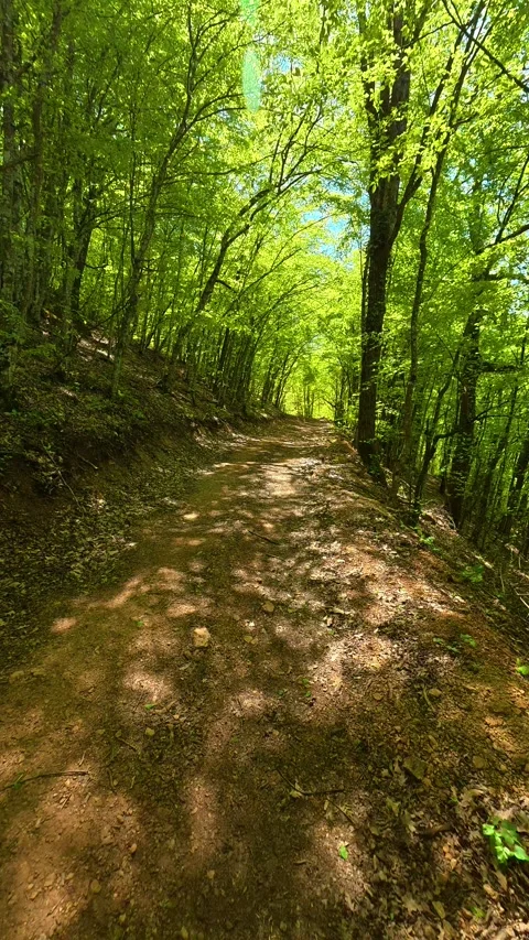 Green trees line a quiet, sunlit dirt path. Ovcar Kablar Gorge, Serbia. Vertical Видео 334225707