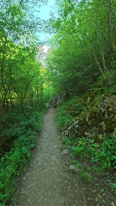 Green trees line winding mountain trail. Gradasnica River Canyon, Vertical Vídeo Stock 341966862