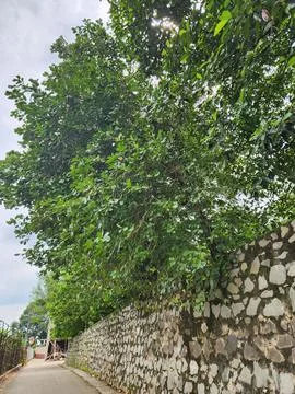Green trees lining a stone wall, adding beauty to the landscape. Stock Photos