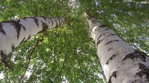 Green trees look up sky blue camera pan Video stock 113969939