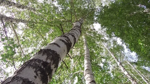 Green trees look up sky blue camera pan 02 Video stock 113970162