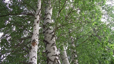 Green trees look up sky blue camera pan 03 Video stock 113970307