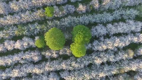 Green trees in the middle of blossoming apple tree garden Video stock 74872089