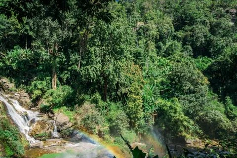 Green trees in the middle of the jungle next to a waterfall Stock Photos