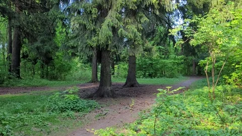 Green trees in a mixed forest in summer Stock Footage 275597008
