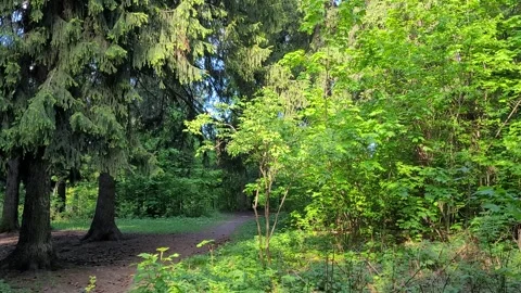 Green trees in a mixed forest in summer Stock Footage 275597009