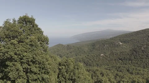 Green trees of the mountain of Pelion in Greece Stock Footage 288730219