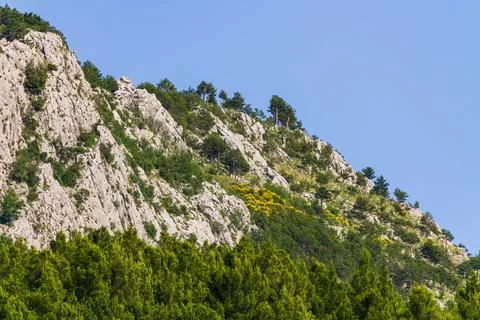 Green trees on the mountain Stock Photos