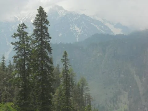 Green trees in the mountain range Stock Photos