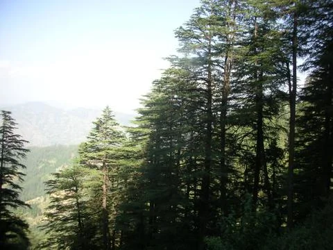 Green trees in the mountain range Stock Photos