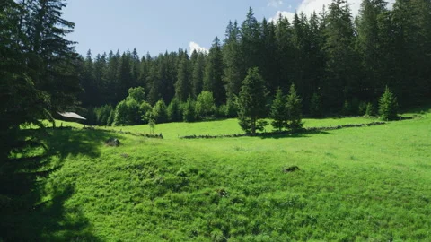 Green trees on a mountain slope Stock Footage 219020426