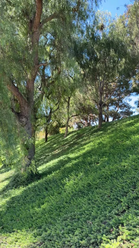 Green trees moving softly in the breeze on a sunny California day Video stock 320315848