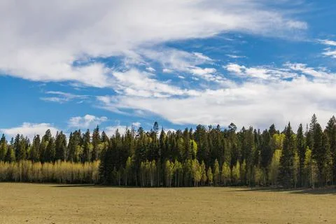 Green trees next to a meadow with blue sky and clouds Stock Photos