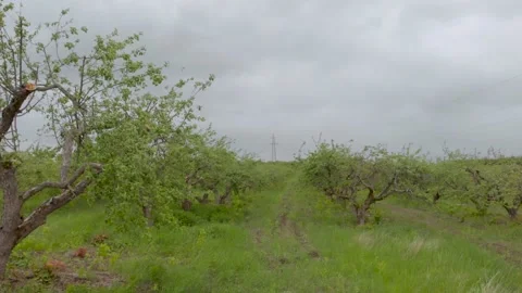 Green Trees Orchards Stock Footage 131304784