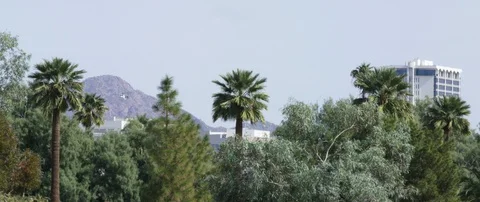 Green trees over looking city buildings Video stock 103412666
