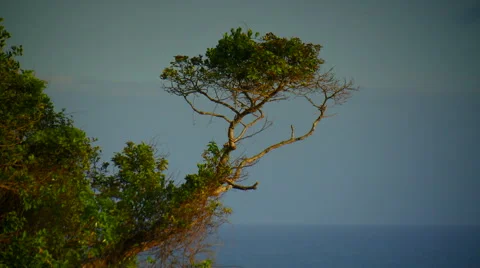 Green trees overlooking sea in background Stock Footage 57814692