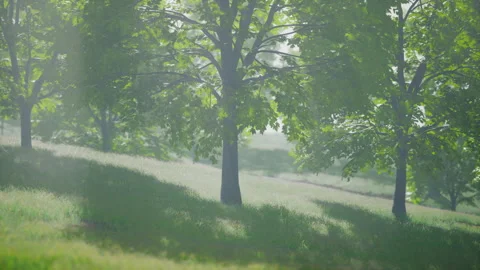 Green trees in park and sunlight Stock Footage 233198550
