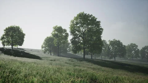 Green trees in park and sunlight Stock Footage 252804494