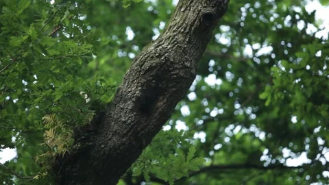 Green trees in the park Stockbeeldmateriaal 147869311