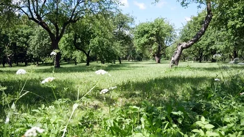 Green trees in the park. Grass and plants on the lawn Stock Footage 78161619